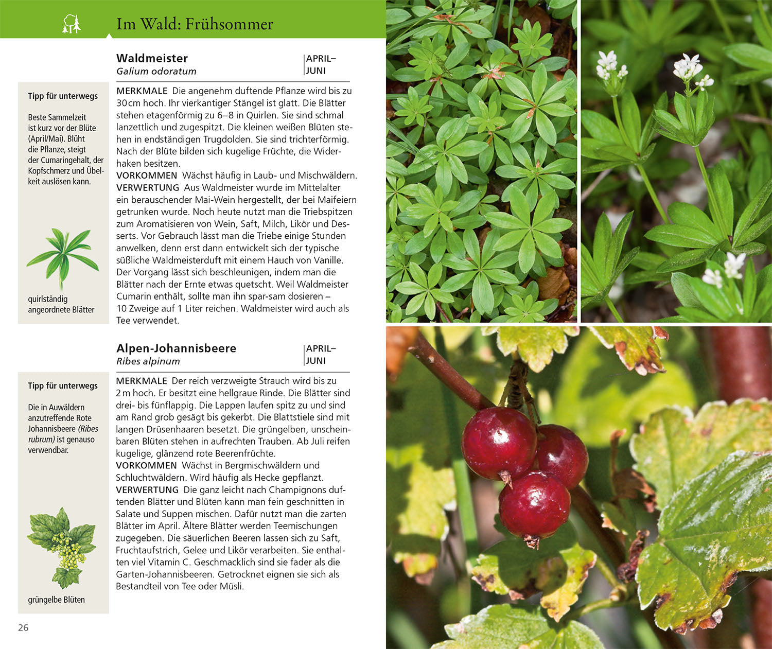 adventure-games-b-cher-essbare-wildkr-uter-naturf-hrer-140-arten image 4