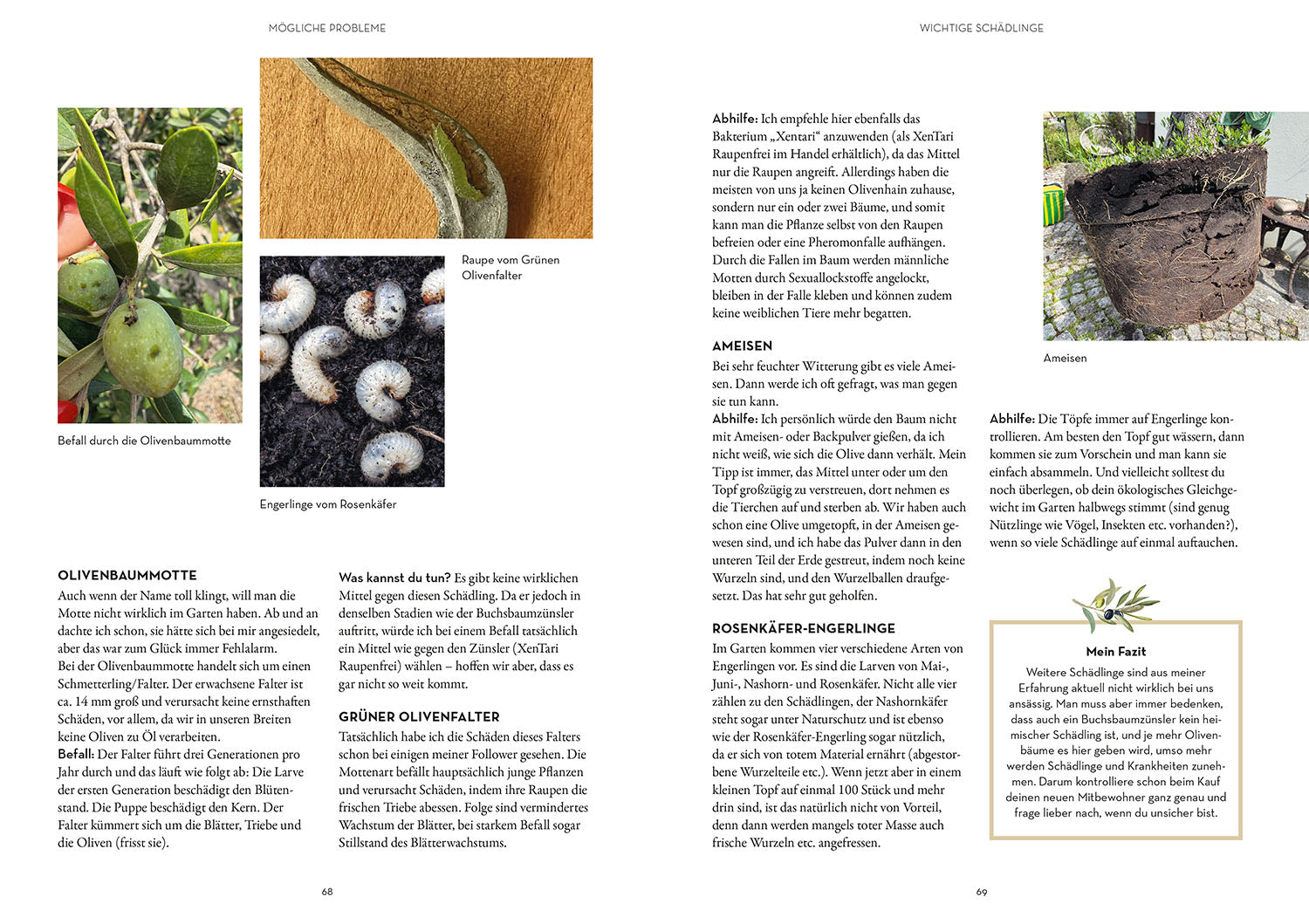 kosmos-olivenbaum-ganz-einfach-buch-garten-ratgeber-pflege image 6