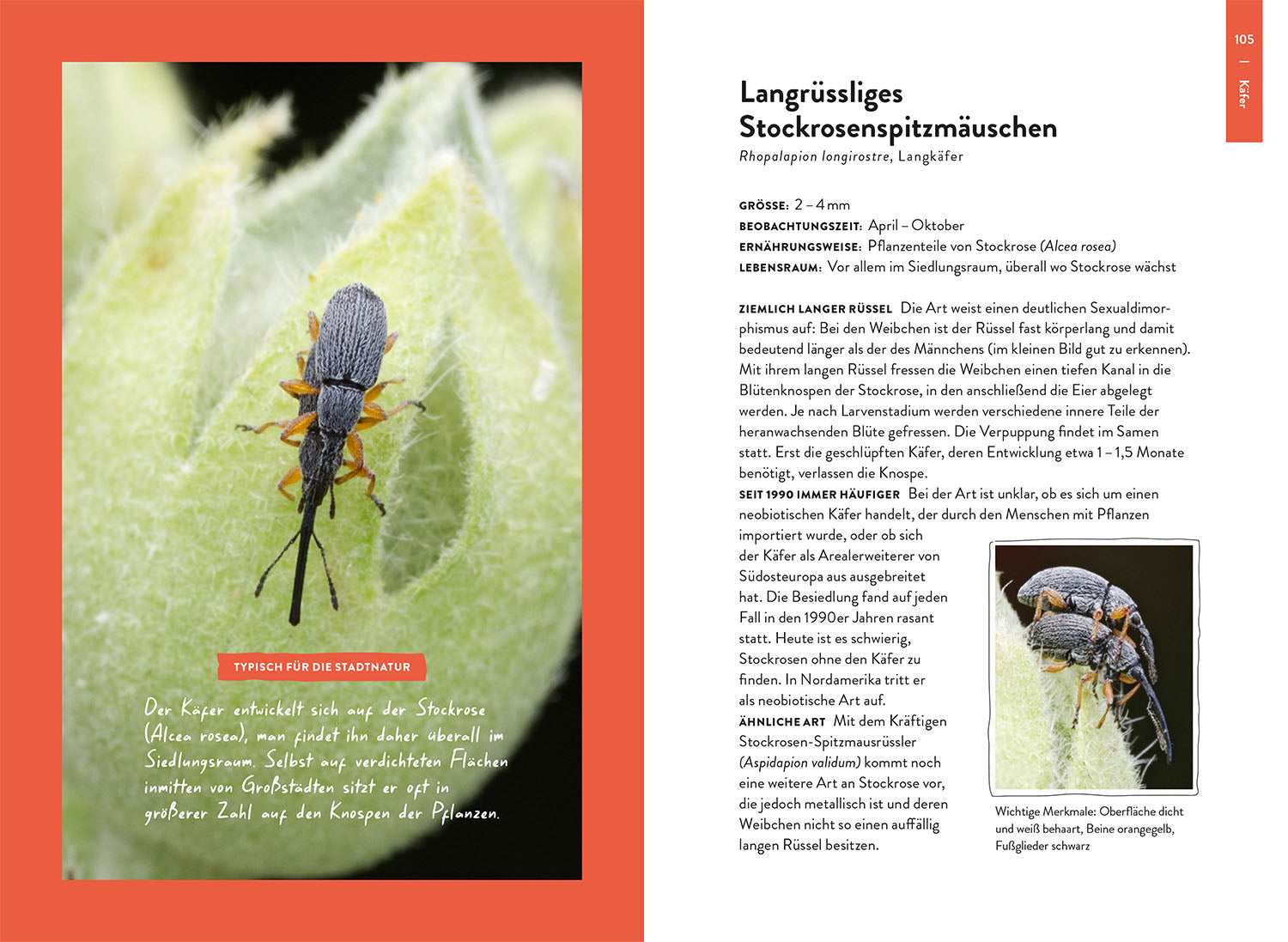 kosmos-nature-guide-insekten-bestimmungsbuch-einsteiger-arten image 5