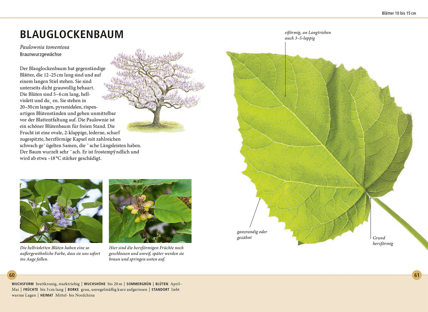 kosmos-b-ume-am-blatt-erkennen-naturf-hrer-78-arten image 4