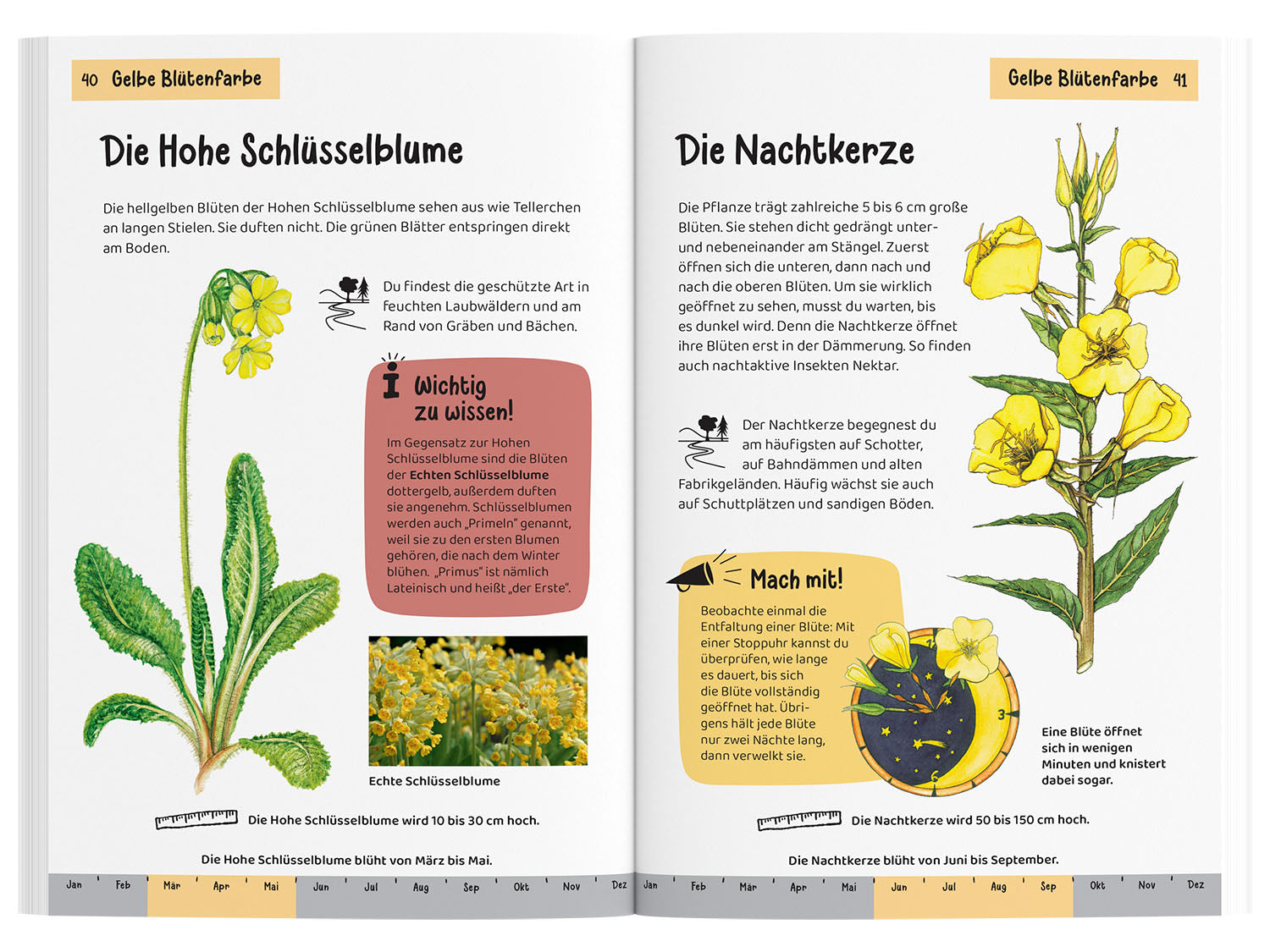 kosmos-was-bl-ht-denn-da-kindernaturf-hrer-blumen image 3