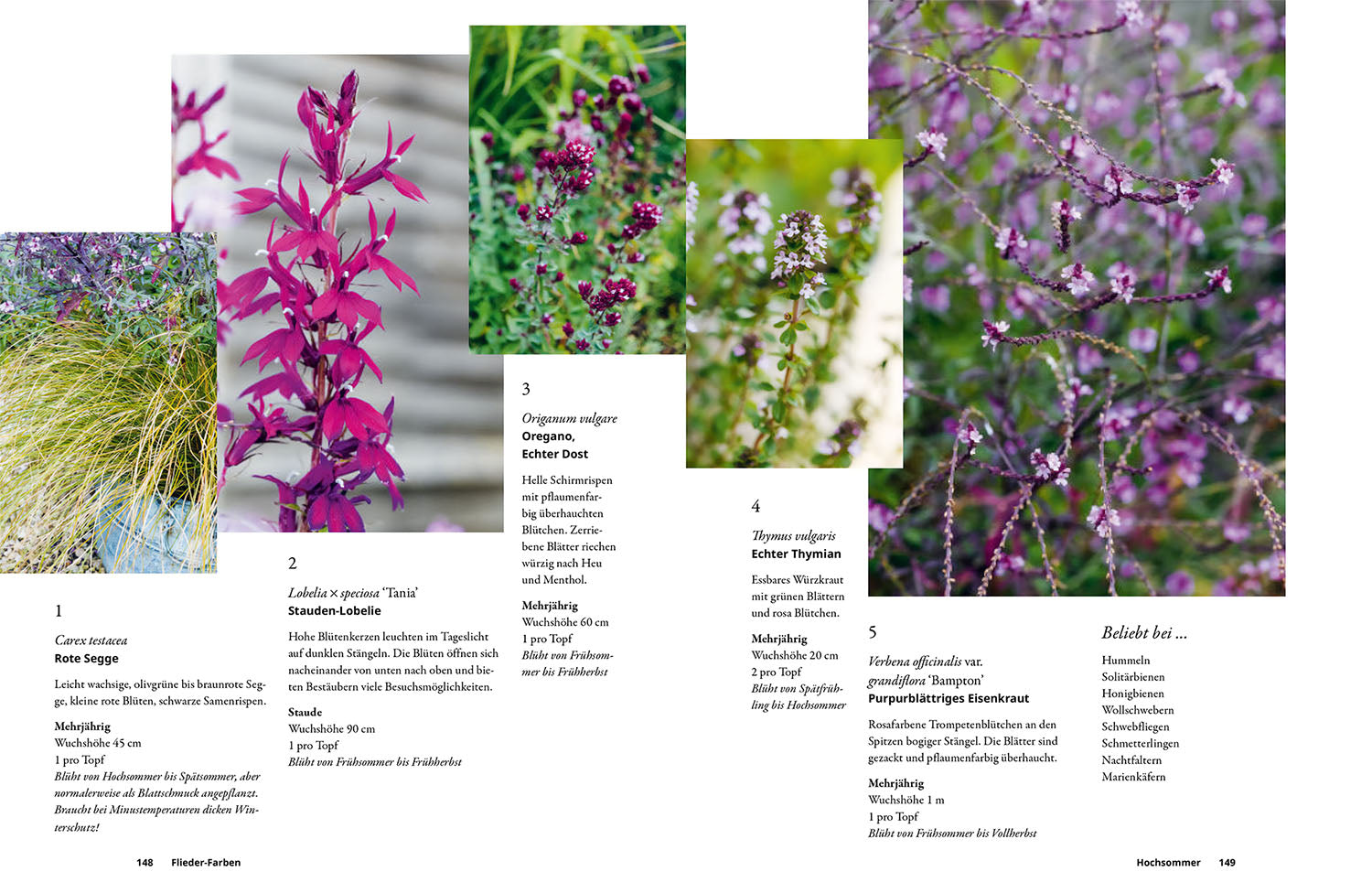 kosmos-einfach-gestalten-mit-5-pflanzen-gartenbuch-grow-5-2 image 6