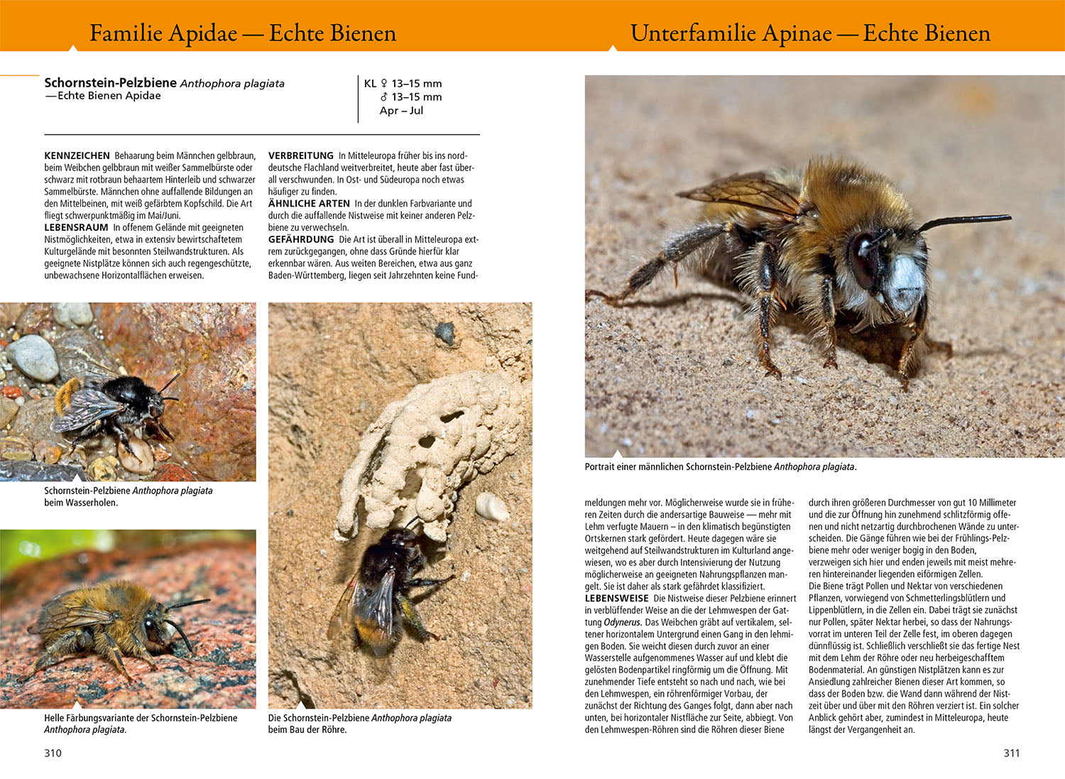 die-zauberkicker-bienen-wespen-ameisen-naturf-hrer-buch image 6