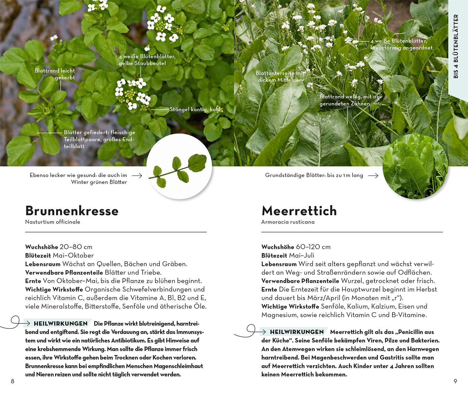 basic-heilpflanzen-naturf-hrer-100-heilkr-uter-buch image 3
