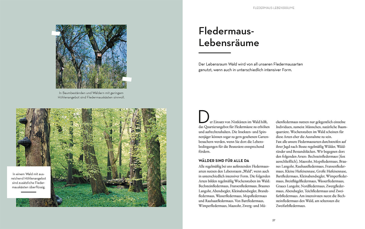 kosmos-flederm-use-buch-nachttiere-beobachten-und-sch-tzen image 4